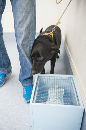 DOG LAB (ドッグラボ)